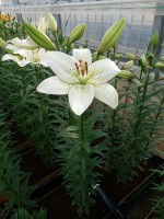 [5069 Eyeliner EVR No02.JPG]